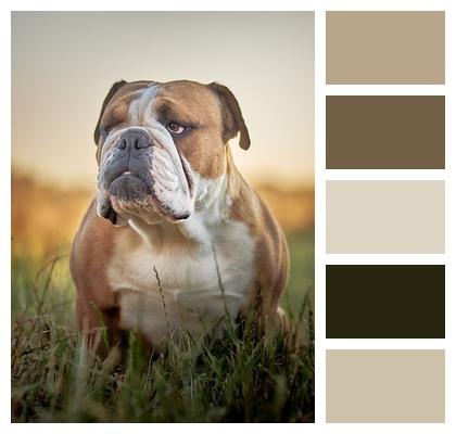 Dog English Bulldog Bulldog Image